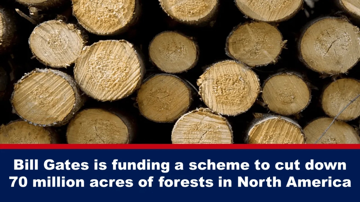 Bill Gates financuje plán na vykácení 70 milionů akrů lesů v Severní Americe